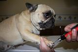 GRIFFES - BOULEDOGUE FRANCAIS 011